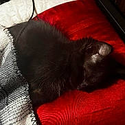 Twyla joined the competition — help win amazing prizes! bed, black_cat, blanket, cable, cozy, curled_up, domestic_animal, ear, fur, indoor, kitten, nap, pet, plaid_blanket, red_pillow, sleeping, snuggling, soft, textile, whiskers