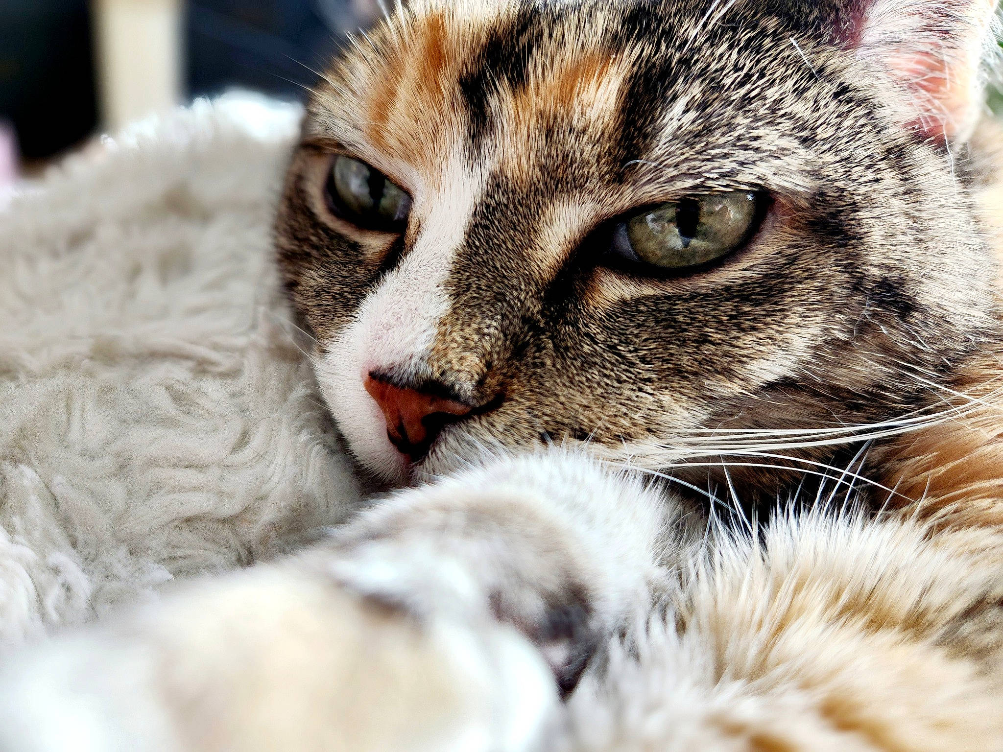Who joined the competition — help win amazing prizes! carnivore, cat, claw, close_up, domestic_short_haired_cat, eye, felidae, fur, paw, small_to_medium_sized_cats, snout, terrestrial_animal, whiskers, wildlife