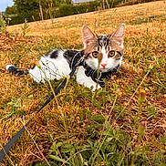 Smoocky participe au concours pour gagner de l'argent avec cette photo : cat, animal, outdoor, grass, field, leash, harness, wildflowers, nature, pets, curious, feline, closeup, brown, white, ears, eyes, muzzle, summer, daylight