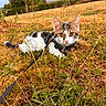 cat, animal, outdoor, grass, field, leash, harness, wildflowers, nature, pets, curious, feline, closeup, brown, white, ears, eyes, muzzle, summer, daylight
