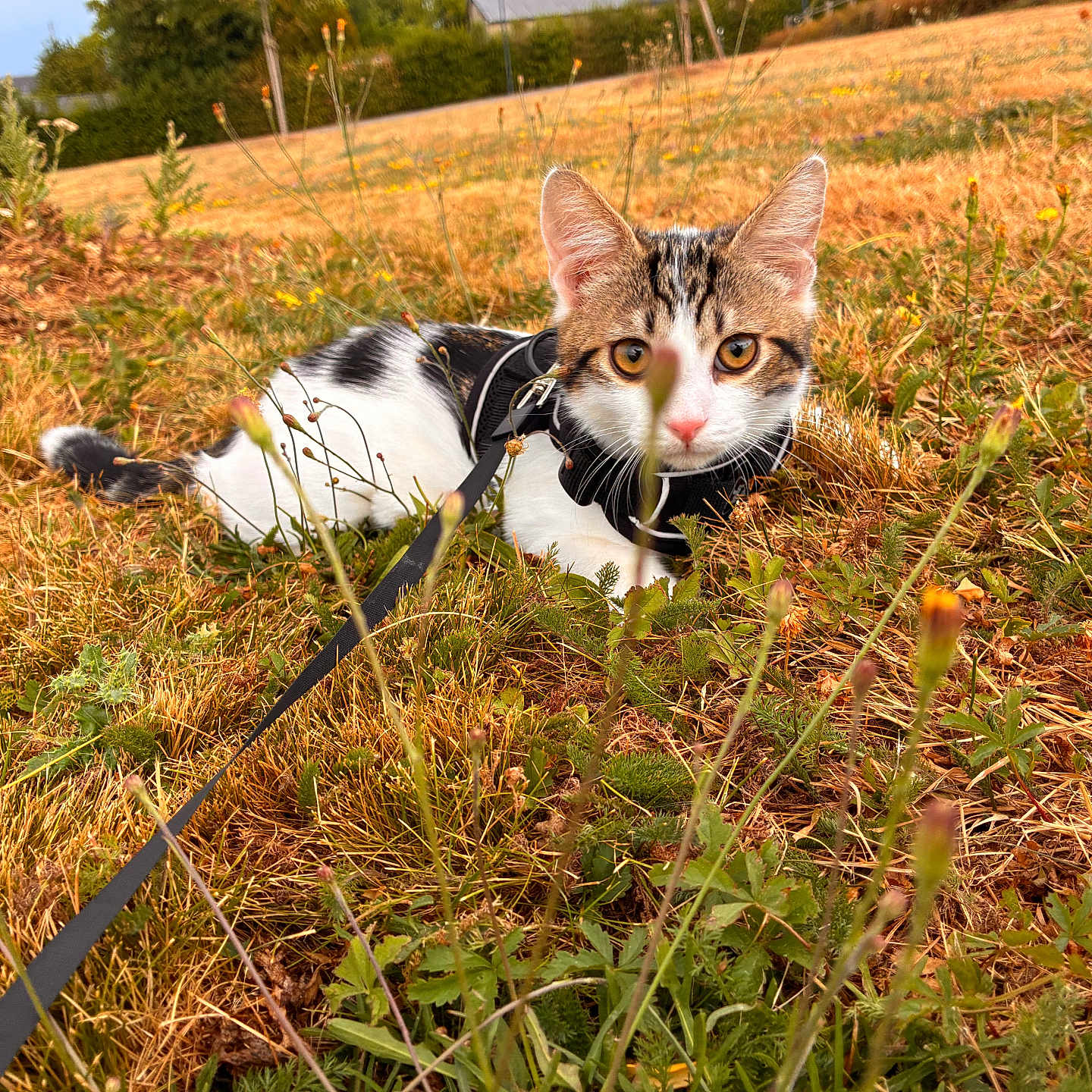 Smoocky participe au concours pour gagner de l'argent avec cette photo : cat, animal, outdoor, grass, field, leash, harness, wildflowers, nature, pets, curious, feline, closeup, brown, white, ears, eyes, muzzle, summer, daylight