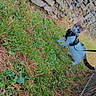Smoocky participe au concours pour gagner de l'argent avec cette photo : adventure, animal, cat, curious, daylight, ears, exploration, feline, fur, grass, greenery, harness, leash, nature, outdoor, pet, playful, stone_wall, tail, walking
