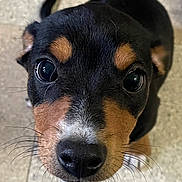 Tank joined the competition — help win amazing prizes! adorable, animal, black, brown, close_up, curious, cute, dog, eyes, floor, fur, indoor, muzzle, nose, pet, portrait, puppy, whiskers, white, young