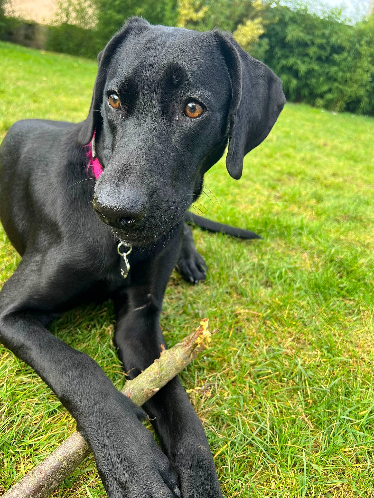 Nala participe au concours pour gagner de l'argent avec cette photo : borador, canidae, carnivore, collar, companion_dog, dog, dog_breed, dog_collar, grass, grassland, gun_dog, hunting_dog, liver, pet_supply, plant, snout, sporting_group, terrestrial_animal, tree, working_animal
