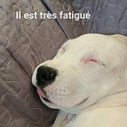 Billy participe au concours pour gagner de l'argent avec cette photo : animal, blanket, calm, close_up, cozy, cute, dog, face, fur, indoors, napping, paw, pet, quilted, relaxation, resting, sleeping, snout, tongue_out, white_dog