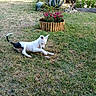 Billy a rejoint le concours — aidez-le/la à gagner de superbes lots ! agave_plant, animal, backyard, dog, fence, flower_bed, garden, grass, greenery, nature, outdoor, pet, plant, playful, puppy, relaxing, small_dog, summer, sunlight, yard