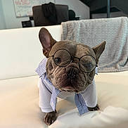 Wave joined the competition — help win amazing prizes! animal, blanket, clothing, cute, dog, ears, face, french_bulldog, furniture, glasses, indoor, office, paw, pet, portrait, sitting, small_dog, snout, striped_collar, white_couch