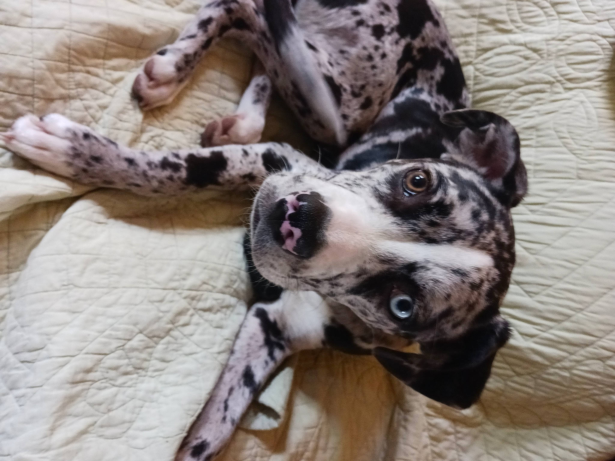 Uby participe au concours pour gagner de l'argent avec cette photo : canidae, carnivore, collar, companion_dog, dalmatian, dog, dog_breed, dog_collar, dog_supply, fawn, foot, fur, non_sporting_group, paw, snout, sporting_group, terrestrial_animal, whiskers, working_animal, working_dog