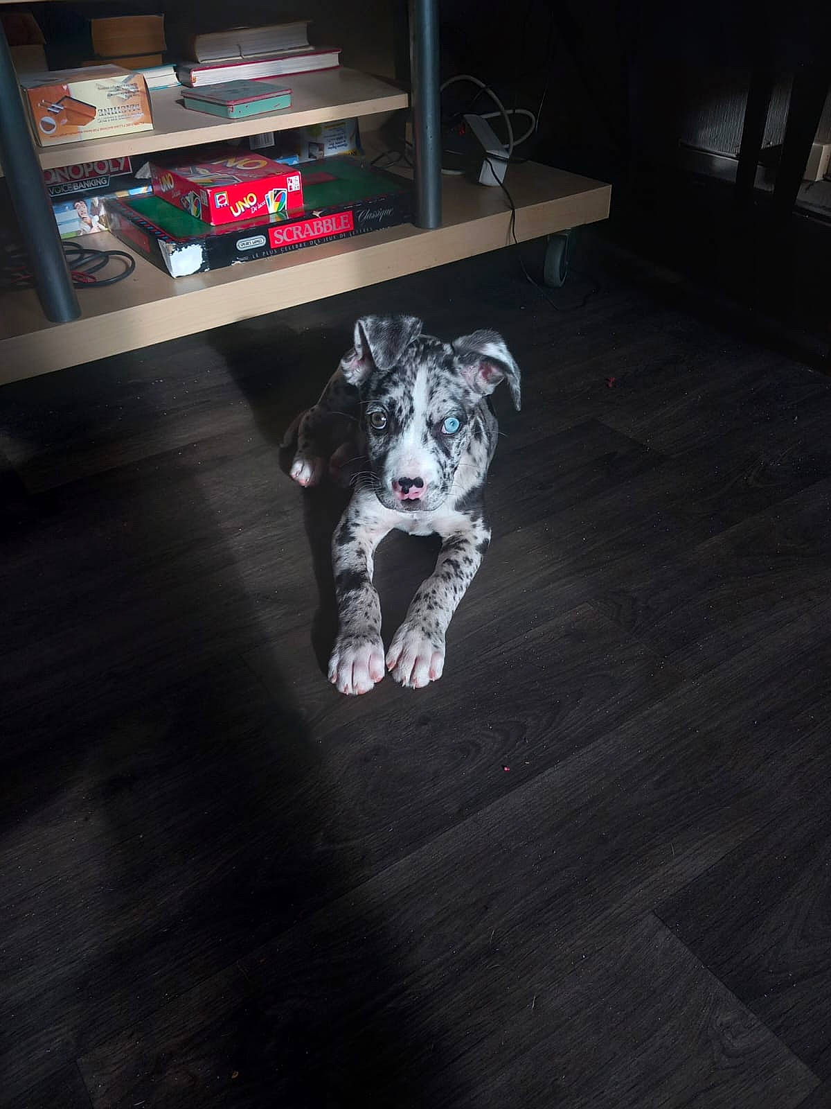 Uby a rejoint le concours — aidez-le/la à gagner de superbes lots ! bookcase, canidae, carnivore, companion_dog, dalmatian, darkness, dog, dog_breed, felidae, floor, flooring, fur, grey, hardwood, laminate_flooring, shelf, snout, sporting_group, tail, wood