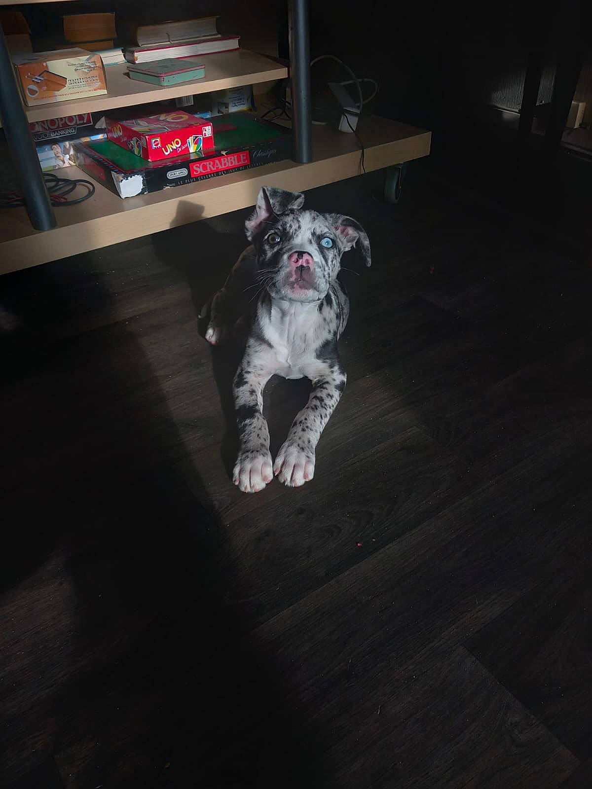 Uby participe au concours pour gagner de l'argent avec cette photo : automotive_tire, bookcase, carnivore, companion_dog, dalmatian, darkness, dog, dog_breed, felidae, floor, flooring, fur, grey, shelf, small_to_medium_sized_cats, snout, sporting_group, tail, whiskers, wood