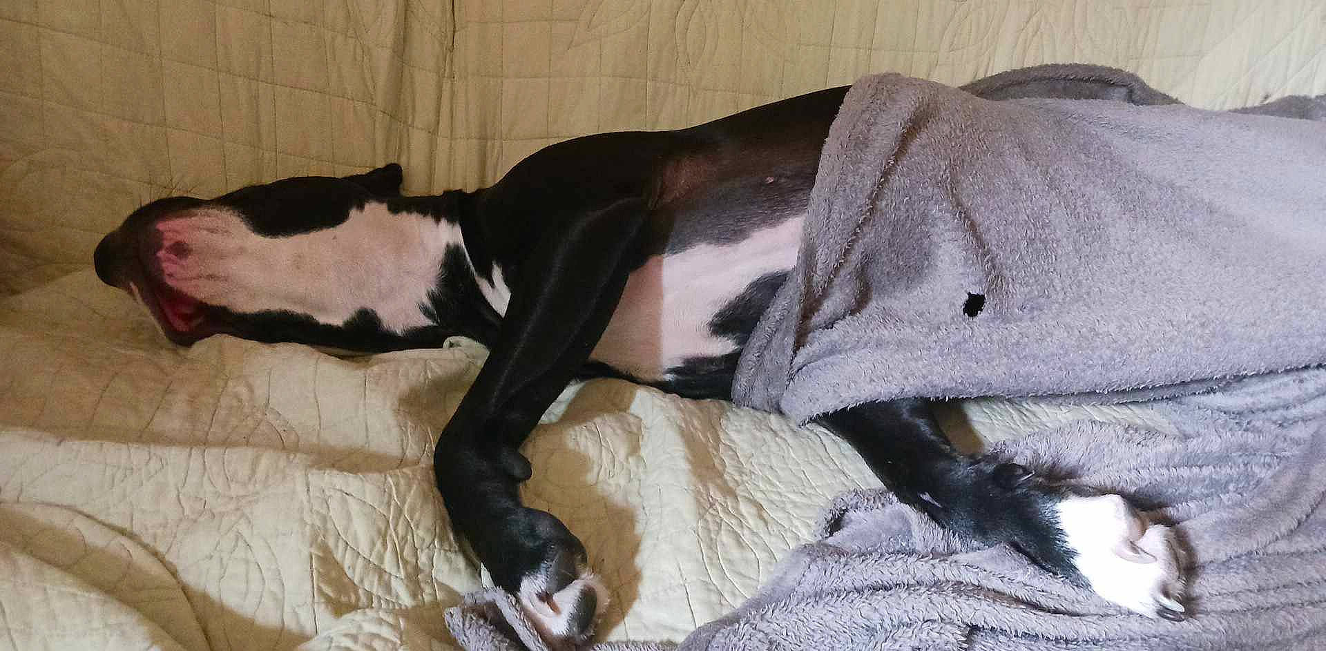 Biloute a rejoint le concours — aidez-le/la à gagner de superbes lots ! canidae, carnivore, collar, comfort, companion_dog, dog, dog_breed, fawn, fur, guard_dog, linens, liver, nap, non_sporting_group, snout, sporting_group, tail, terrestrial_animal, whiskers, working_animal