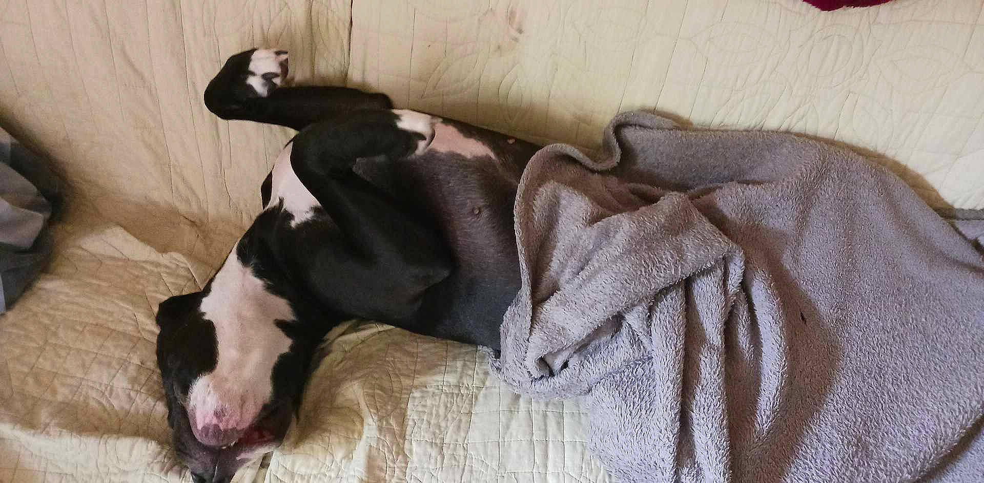 Biloute a rejoint le concours — aidez-le/la à gagner de superbes lots ! canidae, carnivore, comfort, companion_dog, dairy, dog, dog_breed, fawn, fur, human_leg, linens, liver, livestock, non_sporting_group, snout, sporting_group, tail, terrestrial_animal, wood, working_animal