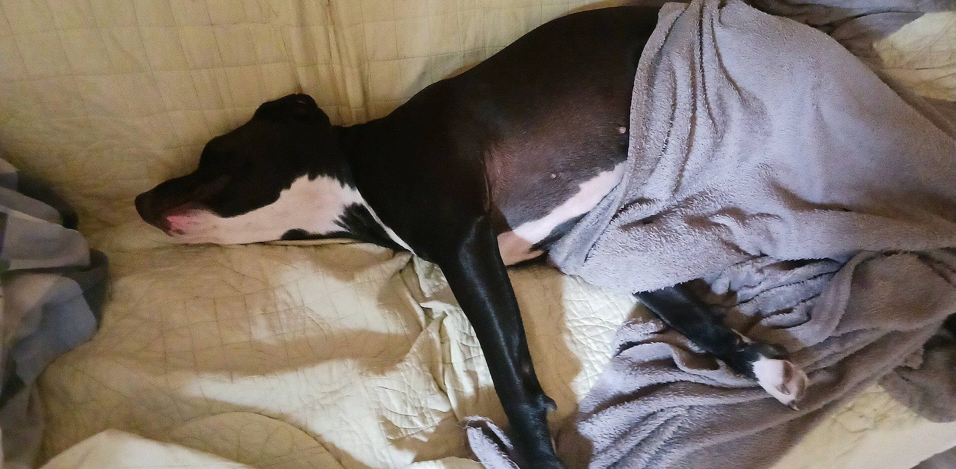 Biloute participe au concours pour gagner de l'argent avec cette photo : carnivore, collar, comfort, companion_dog, couch, dog, dog_breed, fur, guard_dog, hardwood, human_leg, linens, nap, non_sporting_group, sighthound, tail, whiskers, working_animal