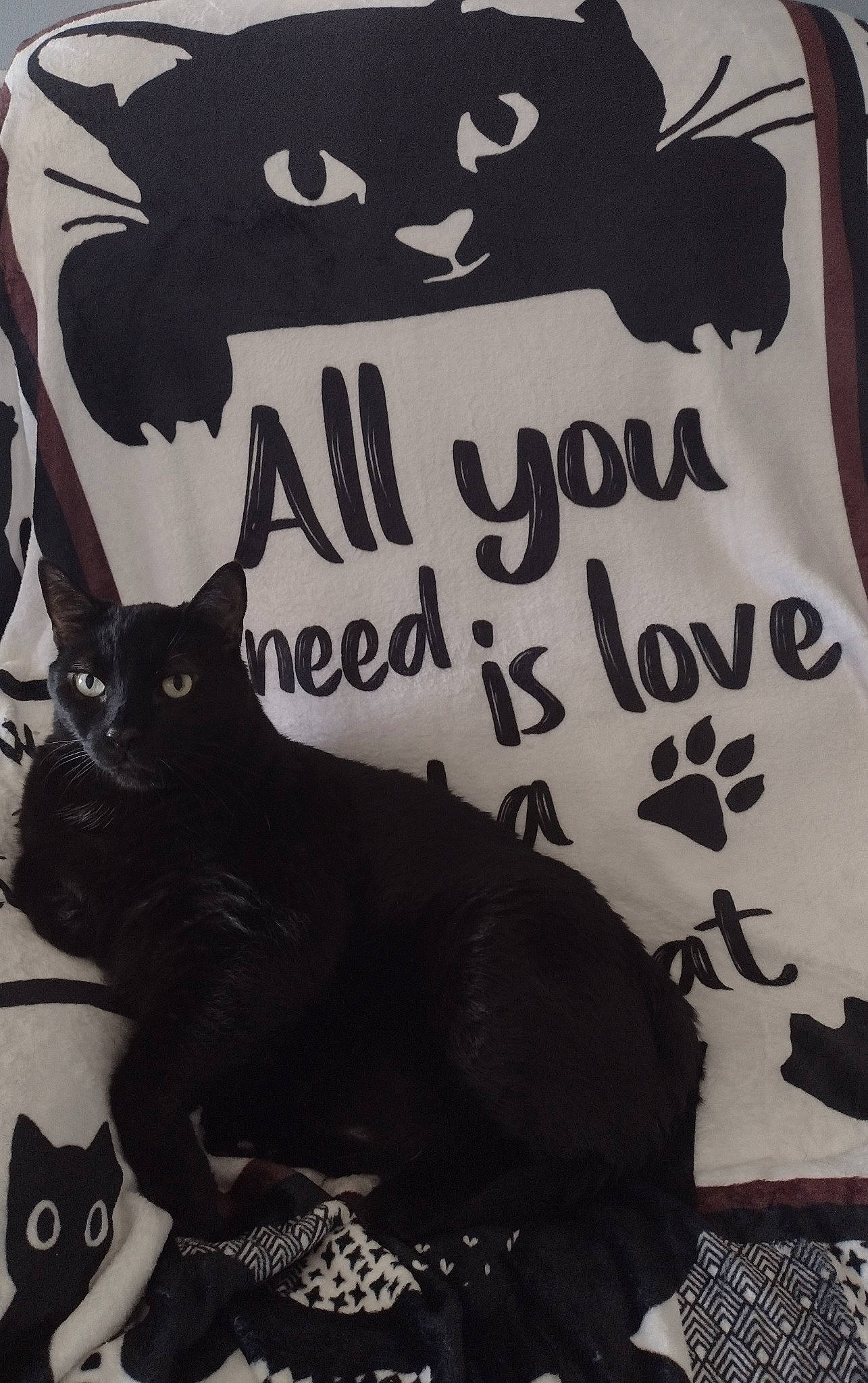 Bob joined the competition — help win amazing prizes! black, black_cat, bombay, carnivore, cat, domestic_short_haired_cat, felidae, font, fur, monochrome_photography, pattern, paw, photo_caption, sleeve, small_to_medium_sized_cats, t_shirt, tail, top, visual_arts, whiskers