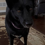 Lyla joined the competition — help win amazing prizes! animal, black_dog, blanket, brown_eyes, canine, close_up, collar, curious, dog, floor, furniture, home, indoor, leather_chair, living_room, pet, phone_screenshot, portrait, rug, standing