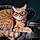 Garf