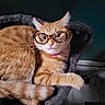 animal, cat, cat_bed, cozy, curious, cute, domestic_cat, feline, fur, glasses, indoor, orange_tabby, pet, pink_collar, portrait, relaxed, resting, soft_lighting, tortoiseshell_glasses, whiskers