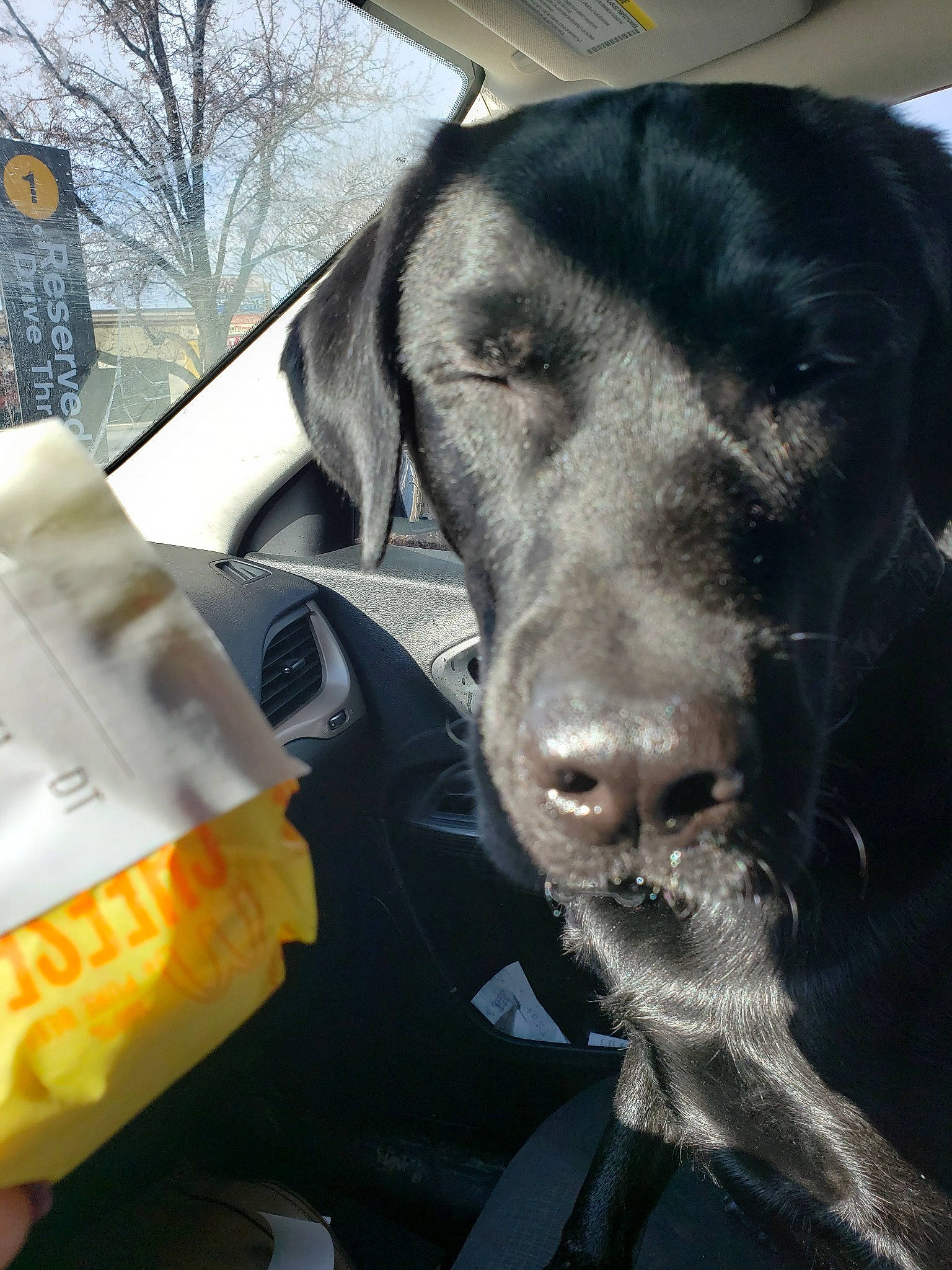 Bullet is registered to the contest to win money with this photo: canidae, carnivore, dog, dog_breed, ear, german_shorthaired_pointer, hunting_dog, labrador_retriever, nose, personal_protective_equipment, pointer, pointing_breed, retriever, snout, sporting_group, vehicle, vizsla, weimaraner