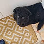 Konan Reign joined the competition — help win amazing prizes! puppy, dog, black_dog, doormat, floor_tile, indoor, curious, pet, animal, furry, home, door, looking_up, cute, companion, young_dog, cozy, resting, feet, socks