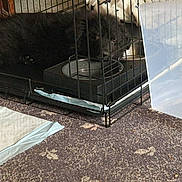 Konan Reign is registered to the contest to win money with this photo: dog, crate, pet, indoor, resting, black_dog, carpet, pee_pads, plastic_bin, metal_bars, food_bowl, floor, home, animal, sleepy, cage, cozy, furniture, domestic, quiet