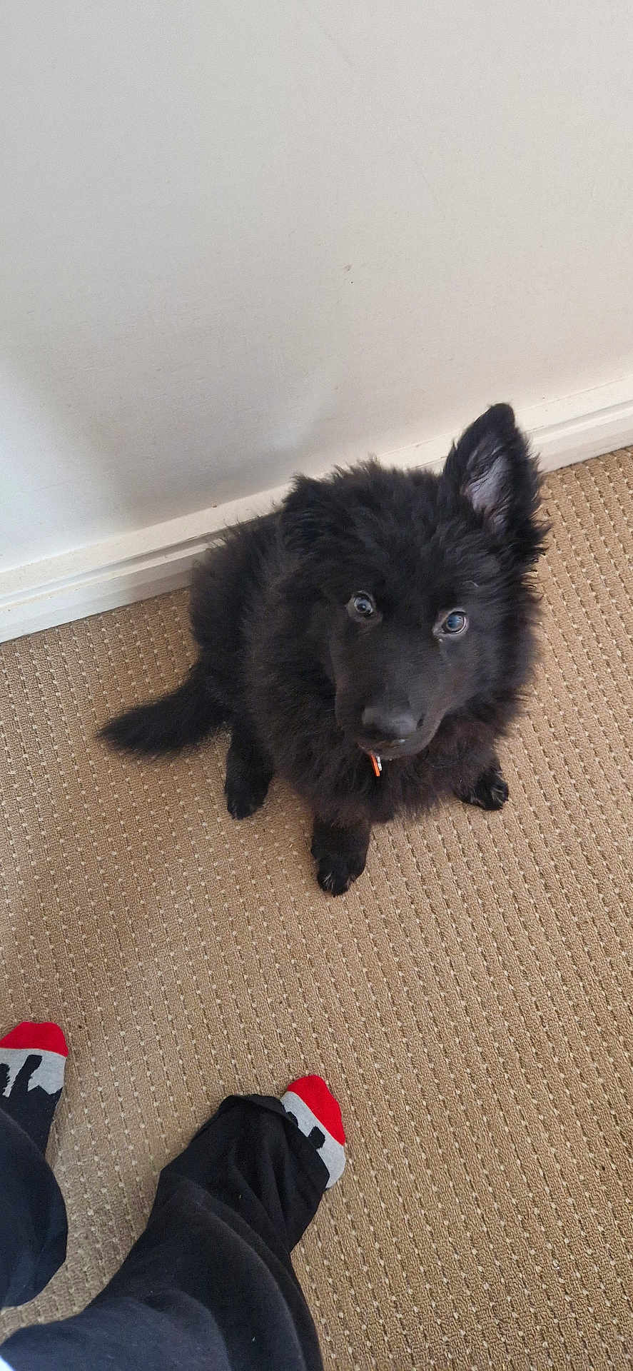 Konan Reign is registered to the contest to win money with this photo: puppy, dog, black_fur, carpet, indoor, pet, floor, wall, curious, sitting, young_dog, canine, furry, looking_up, paws, ears, human_feet, socks, pants, home
