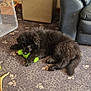 Konan Reign joined the competition — help win amazing prizes! puppy, black_dog, carpet, dog_toy, green_toy, orange_toy, plastic_container, leather_couch, indoor, pet, animal, playful, floor, chewing, toy, furniture, home, cute, young_dog, relaxing