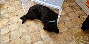 Konan Reign joined the competition — help win amazing prizes! dog, black_dog, plastic_container, floor, tile_floor, collar, indoor, pet, lying_down, resting, animal, person, legs, mat, home, cozy, puzzle, fur, domestic_animal, household