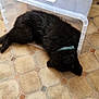 dog, black_dog, plastic_container, floor, tile_floor, collar, indoor, pet, lying_down, resting, animal, person, legs, mat, home, cozy, puzzle, fur, domestic_animal, household