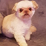 Winny participe au concours pour gagner de l'argent avec cette photo : carnivoran, chinese_imperial_dog, companion_dog, dog, dog_breed, dog_breed_group, dog_like_mammal, lhasa_apso, poodle_crossbreed, puppy, shih_tzu, snout, sporting_group, toy_dog