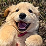 puppy, dog, golden_retriever, happy, smiling, grass, outdoor, pet, fur, cute, animal, playful, canine, collar, closeup, young, lying_down, tongue, teeth, nature