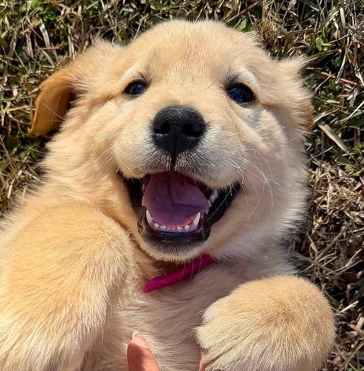 Chanel joined the competition — help win amazing prizes! puppy, dog, golden_retriever, happy, smiling, grass, outdoor, pet, fur, cute, animal, playful, canine, collar, closeup, young, lying_down, tongue, teeth, nature