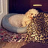 Daisy joined the competition — help win amazing prizes! bedroom, bichon, blanket, bowl, cabinet, cozy, curly_fur, dog, fabric, floor, fur, indoor, leopard_print_pillow, pet_accessory, pet_bed, pillow, resting, sleeping, small_dog, wood_floor