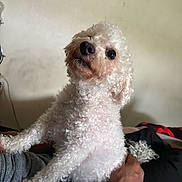 Daisy is registered to the contest to win money with this photo: animal, canine, companion, curious, curly_fur, cute, cute_pet, dog, domestic, friendly, fur, hand, holding, indoor, looking_up, person, pet, portrait, small_dog, white_dog