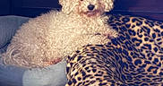 Daisy joined the competition — help win amazing prizes! animal, bed, blanket, canine, cozy, curly_fur, cute, dog, furry, home_interior, indoor, leopard_print, pet_bed, pillow, portrait, resting, sleepy, small_dog, white_dog, wooden_headboard