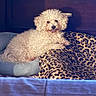 animal, bed, blanket, canine, cozy, curly_fur, cute, dog, furry, home_interior, indoor, leopard_print, pet_bed, pillow, portrait, resting, sleepy, small_dog, white_dog, wooden_headboard
