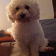 Daisy joined the competition — help win amazing prizes! dog, poodle, small_dog, pet, curly_fur, white_fur, sitting, indoor, couch, bedroom, portrait, close_up, muzzle, eyes, paws, fluffy, companion, domestic_animal, looking_at_camera, home