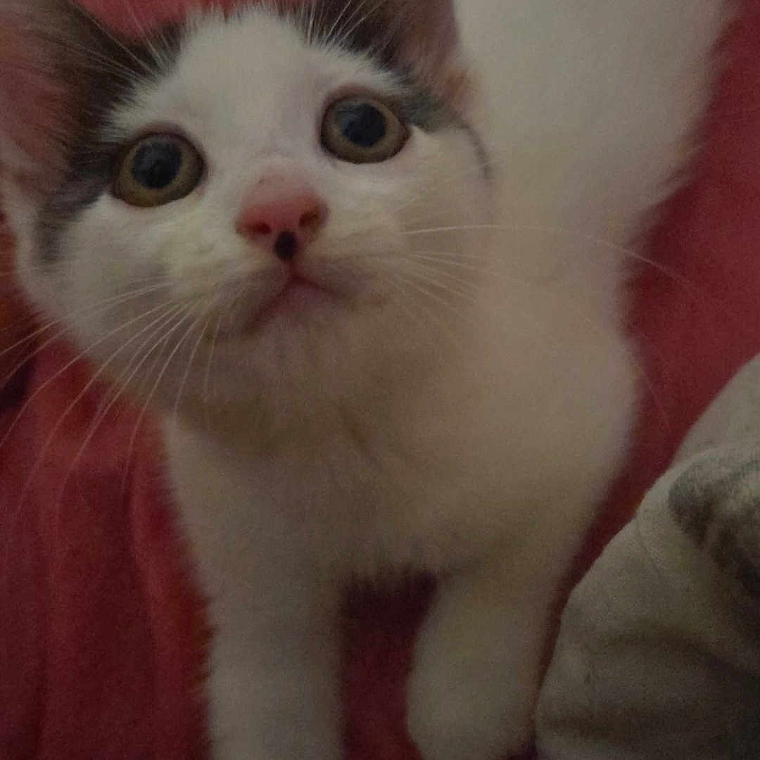 Wifi participe au concours pour gagner de l'argent avec cette photo : cat, kitten, white_cat, gray_cat, pet, animal, feline, portrait, close_up, wide_eyes, pink_nose, whiskers, ears, paws, fur, red_blanket, indoors, cuddly, cute, curious
