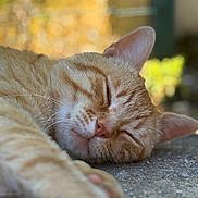 Oslo participe au concours pour gagner de l'argent avec cette photo : animal, blurred_background, cat, close_up, cute, daylight, feline, fur, mammal, nap, nature, orange_tabby, outdoor, paw, peaceful, portrait, relaxation, resting, sleeping, whiskers