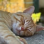 animal, blurred_background, cat, close_up, cute, daylight, feline, fur, mammal, nap, nature, orange_tabby, outdoor, paw, peaceful, portrait, relaxation, resting, sleeping, whiskers