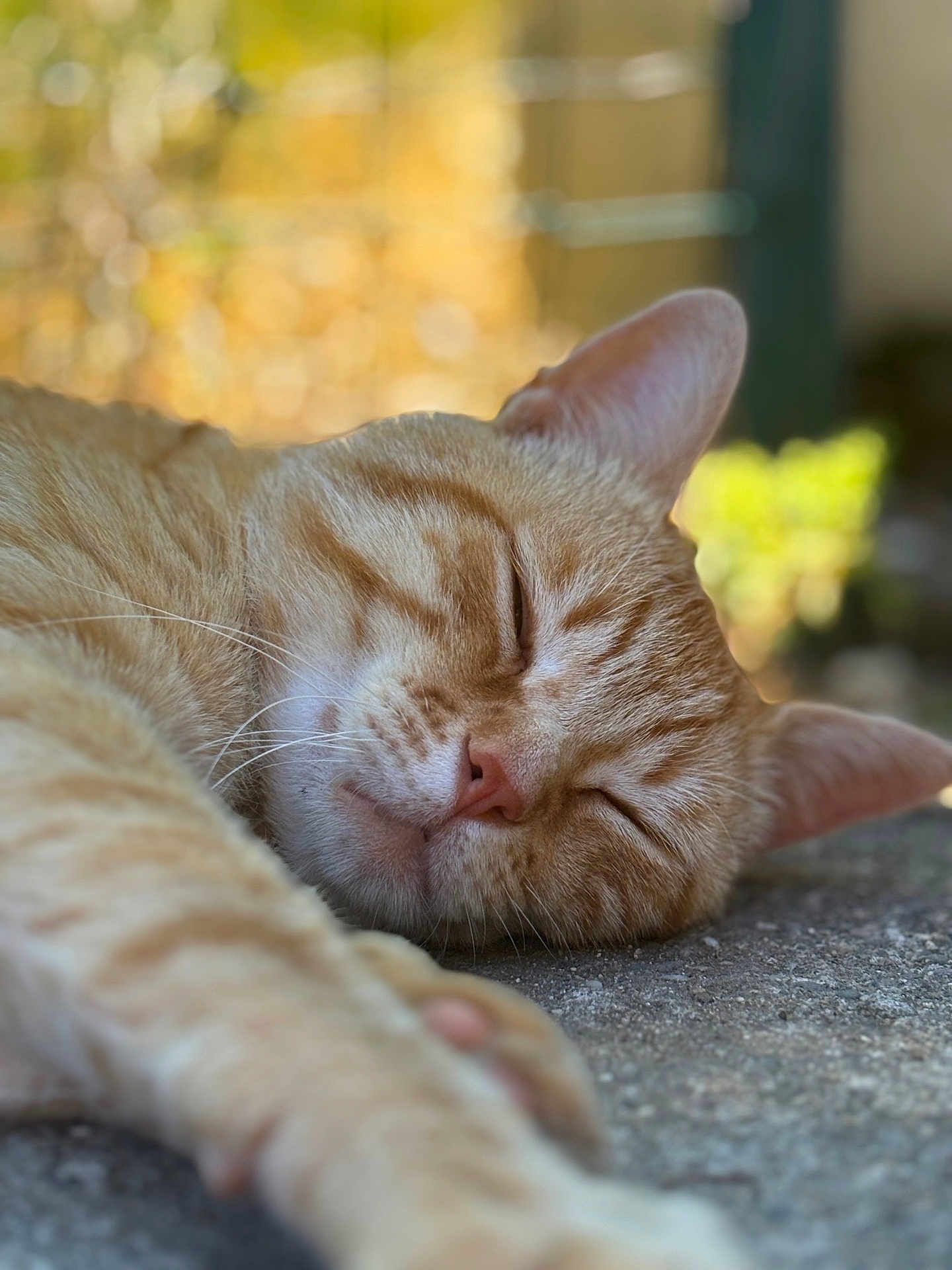 Oslo participe au concours pour gagner de l'argent avec cette photo : animal, blurred_background, cat, close_up, cute, daylight, feline, fur, mammal, nap, nature, orange_tabby, outdoor, paw, peaceful, portrait, relaxation, resting, sleeping, whiskers