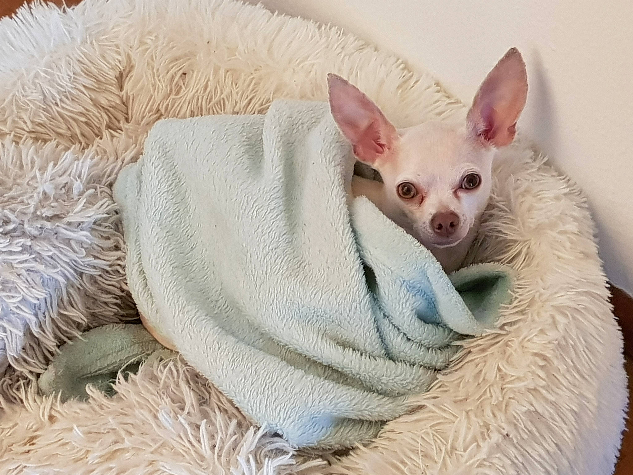 Leny participe au concours pour gagner de l'argent avec cette photo : canidae, carnivore, chihuahua, companion_dog, dog, dog_breed, ear, fawn, mammal, puppy, snout, toy_dog, vertebrate, whiskers