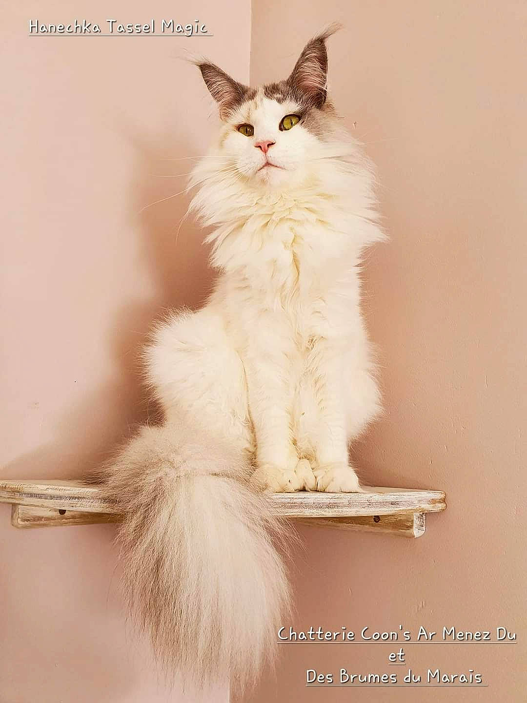 Hanechka Tassel Magic