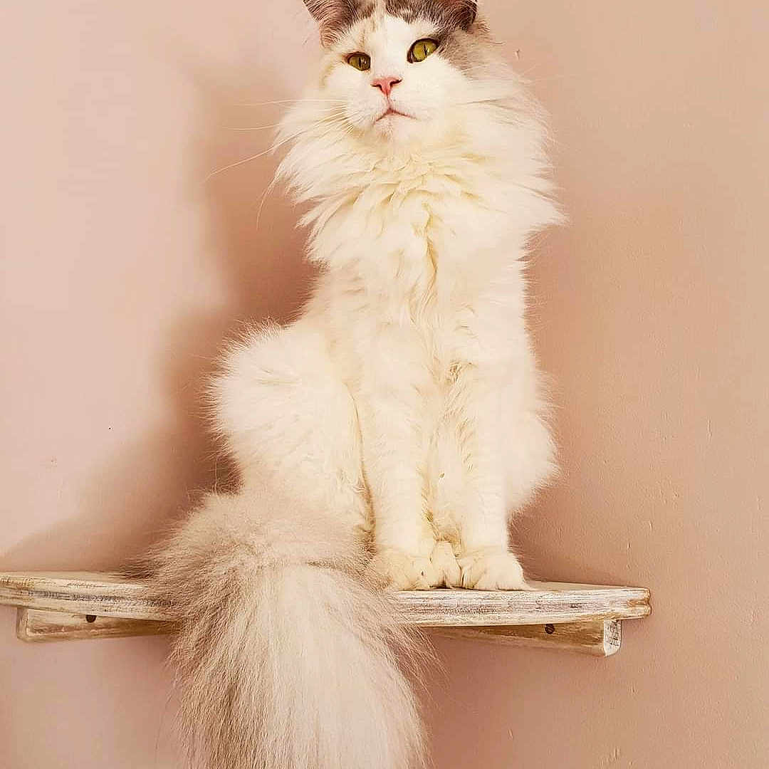 Hanechka Tassel Magic