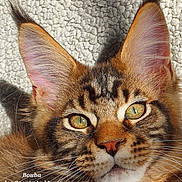 Bouba a rejoint le concours — aidez-le/la à gagner de superbes lots ! cat, maine_coon, close_up, portrait, young, ears, whiskers, eyes, fur, sunlight, texture, face, pet, animal, feline, domestic, cute, muzzle, nose, background