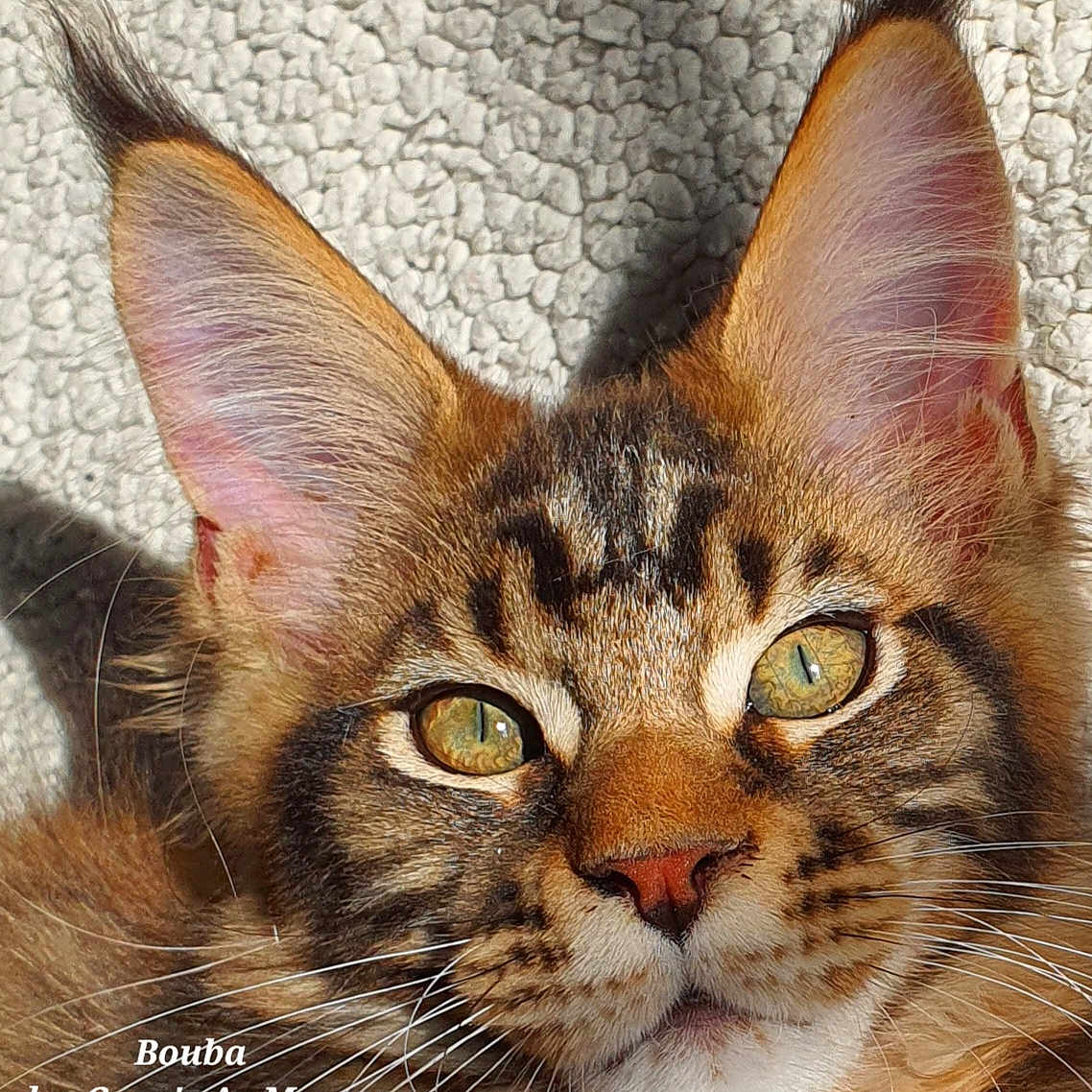 Bouba a rejoint le concours — aidez-le/la à gagner de superbes lots ! cat, maine_coon, close_up, portrait, young, ears, whiskers, eyes, fur, sunlight, texture, face, pet, animal, feline, domestic, cute, muzzle, nose, background