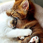 Bianca Et Bouba a rejoint le concours — aidez-le/la à gagner de superbes lots ! cat, cats, fluffy, cuddling, hugging, pet, animal, feline, paws, fur, sleeping, cozy, indoors, window, cute, adorable, resting, companions, love, warm