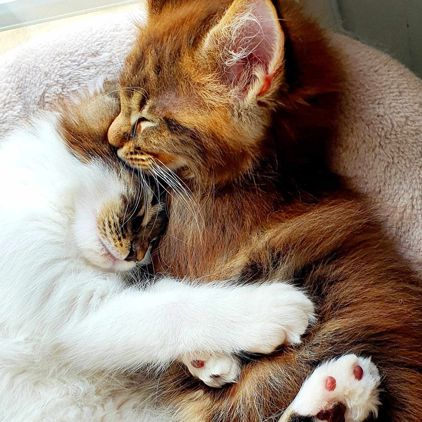 Bianca Et Bouba