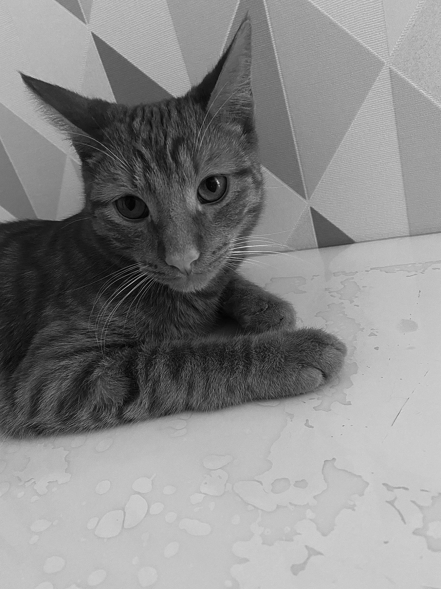 Prince participe au concours pour gagner de l'argent avec cette photo : asian, black, black_and_white, carnivore, cat, domestic_short_haired_cat, european_shorthair, eye, felidae, fur, kitten, monochrome, monochrome_photography, nebelung, photography, small_to_medium_sized_cats, snout, tabby_cat, whiskers, white