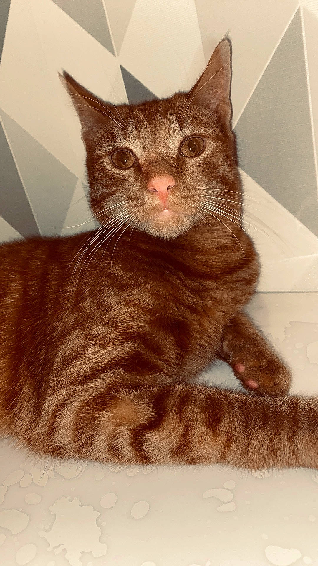 Prince a rejoint le concours — aidez-le/la à gagner de superbes lots ! american_shorthair, american_wirehair, arabian_mau, asian, california_spangled, carnivore, cat, domestic_short_haired_cat, dragon_li, european_shorthair, fawn, felidae, german_rex, kitten, mammal, small_to_medium_sized_cats, snout, tabby_cat, vertebrate, whiskers