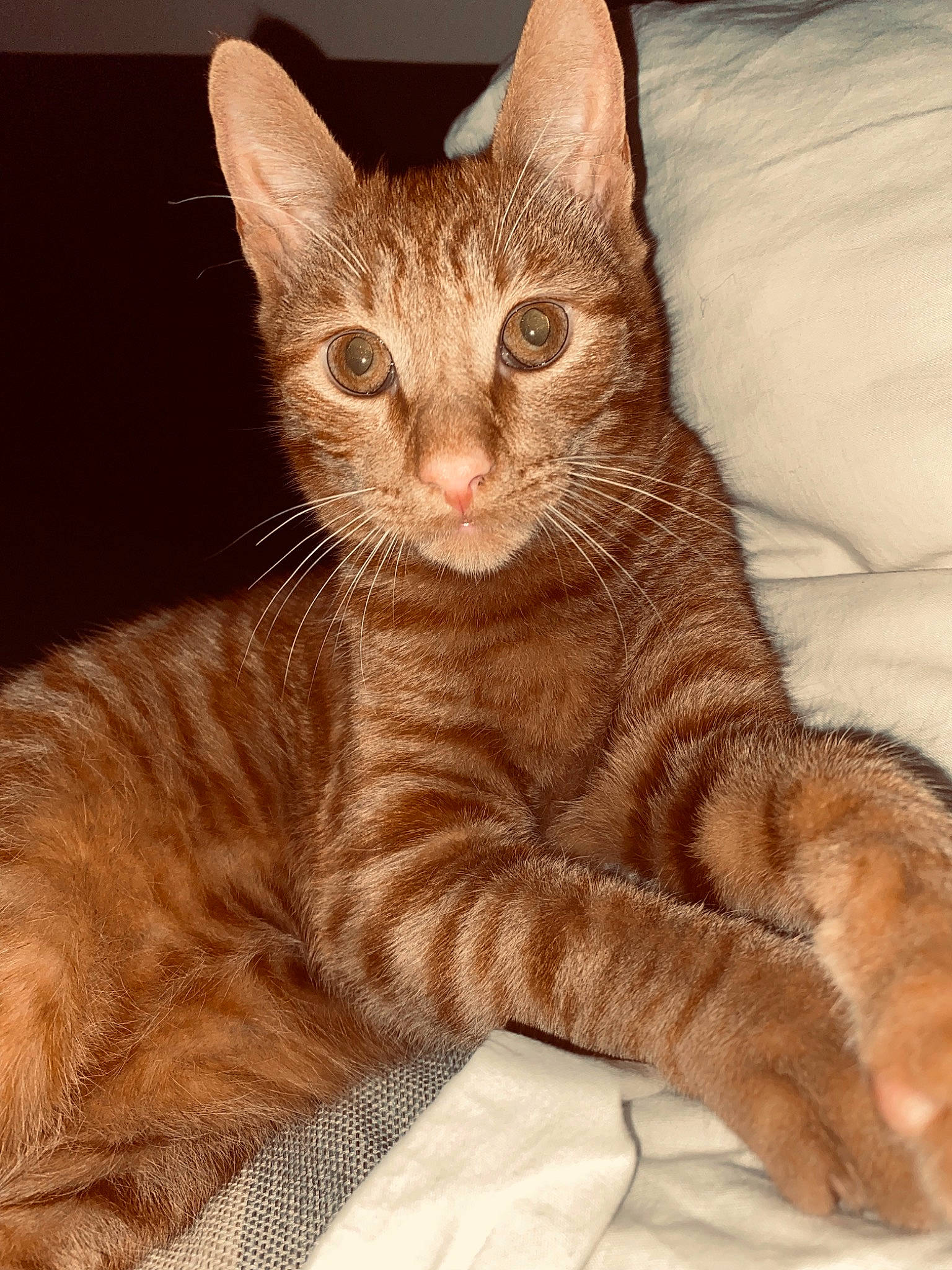 Prince participe au concours pour gagner de l'argent avec cette photo : aegean_cat, american_wirehair, arabian_mau, asian, australian_mist, california_spangled, carnivore, cat, domestic_short_haired_cat, dragon_li, european_shorthair, fawn, felidae, german_rex, kitten, mammal, small_to_medium_sized_cats, tabby_cat, vertebrate, whiskers